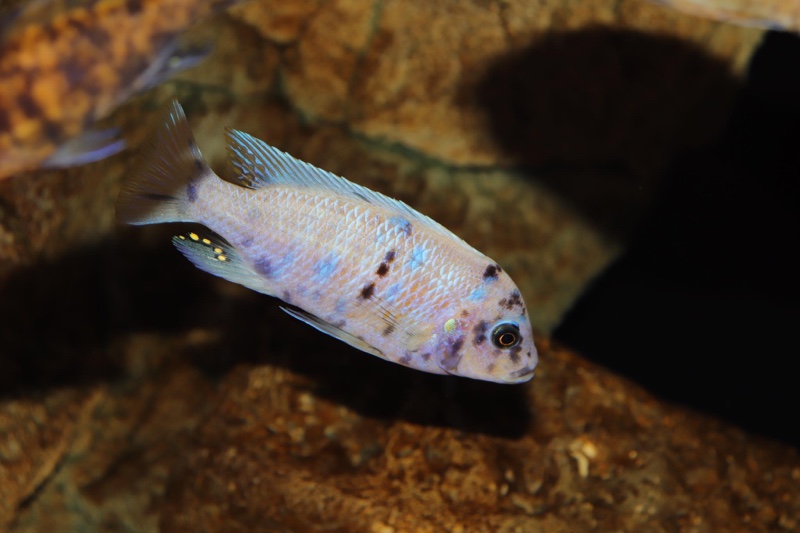 Maylandia zebra 'Likoma Island'